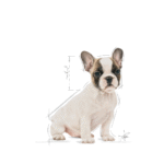Royal Canin BHN Bulldog Francés Cachorro