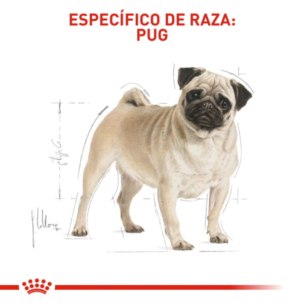 Royal Canin BHN Pug Adulto