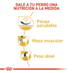 Royal Canin BHN Pug Adulto