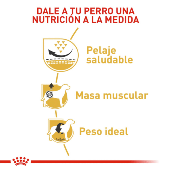 Royal Canin BHN Pug Adulto