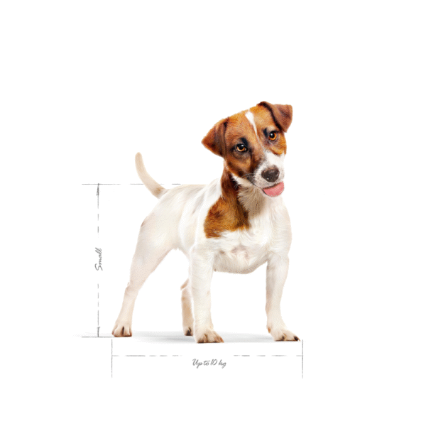 Royal Canin SHN Mini Adulto