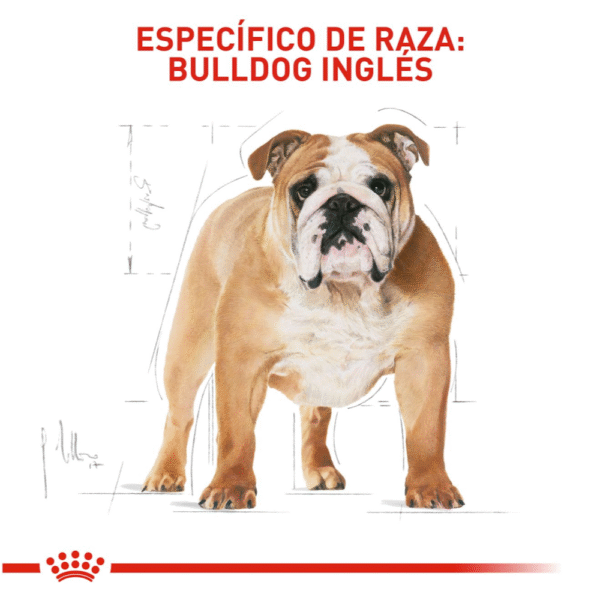 Royal Canin BHN Bulldog Inglés Adulto