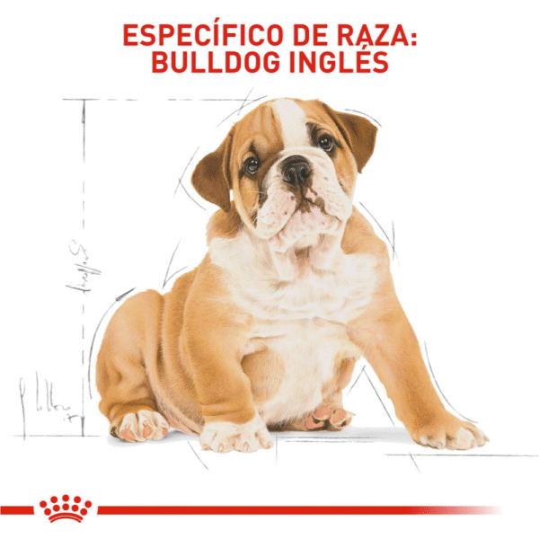 Royal Canin BHN Bulldog Inglés Cachorro