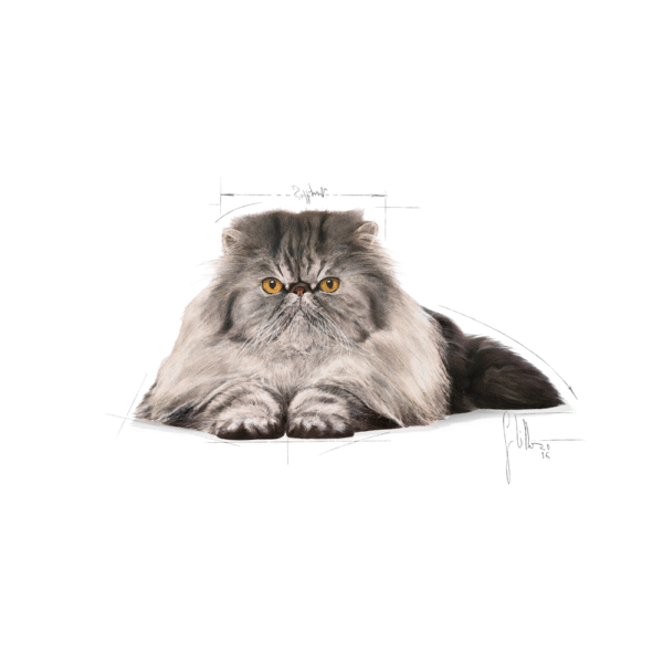 Royal Canin FBN Persian Adulto