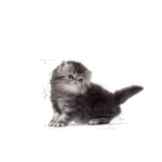 Royal Canin FBN Persian Kitten