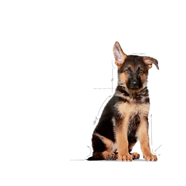 Royal Canin SHN Maxi Puppy