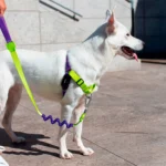 Zeedog Lemonade Soft-Walk Harness