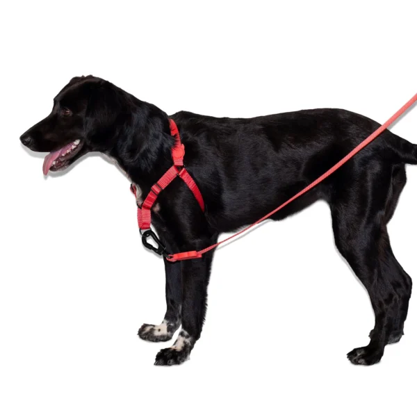 Zeedog Neon Coral Soft-Walk Harness