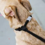 Zeedog Gotham Correa Slip-N-Lock