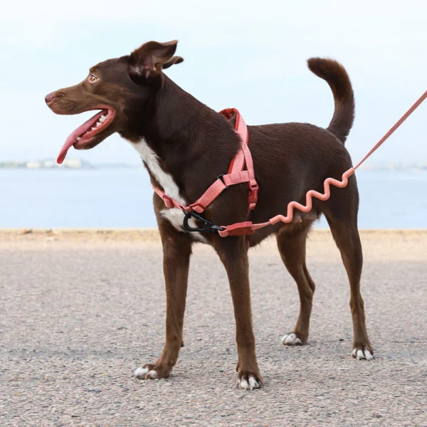Zeedog Canyon SofterWalk Harness
