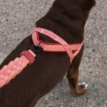 Zeedog Canyon SofterWalk Harness
