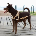 Zeedog Dune SofterWalk Harness