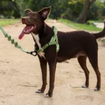 Zeedog Moss SofterWalk Harness