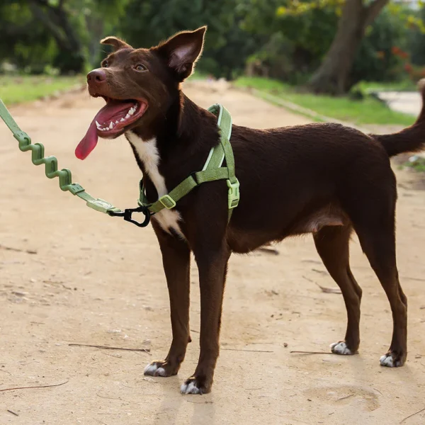 Zeedog Moss SofterWalk Harness