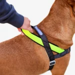 Zeedog NOX SofterWalk Harness