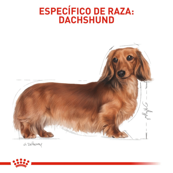 Royal Canin BHN Dachshund Adulto