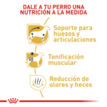 Royal Canin BHN Dachshund Adulto