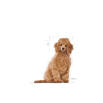 Royal Canin BHN Poodle Cachorro