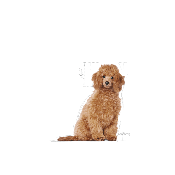 Royal Canin BHN Poodle Cachorro