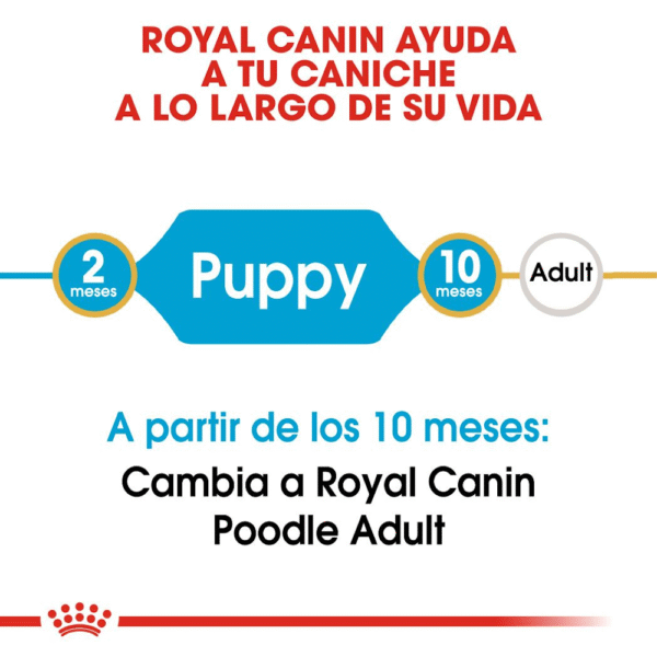 Royal Canin BHN Poodle Cachorro