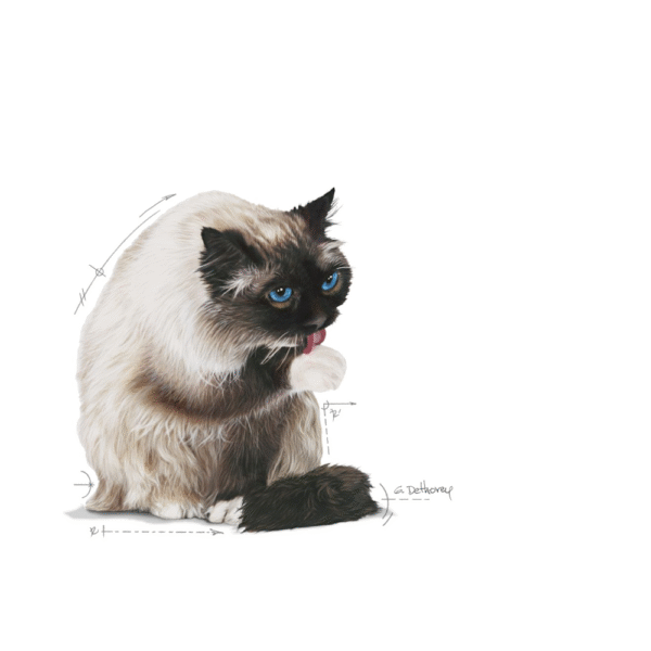 Royal Canin FCN Hairball Care
