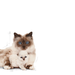 Royal Canin FHN Mother & Babycat