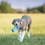 KONG Puppy Goodie Bone