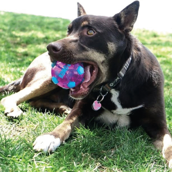KONG Wrapz Sport Soccer Ball