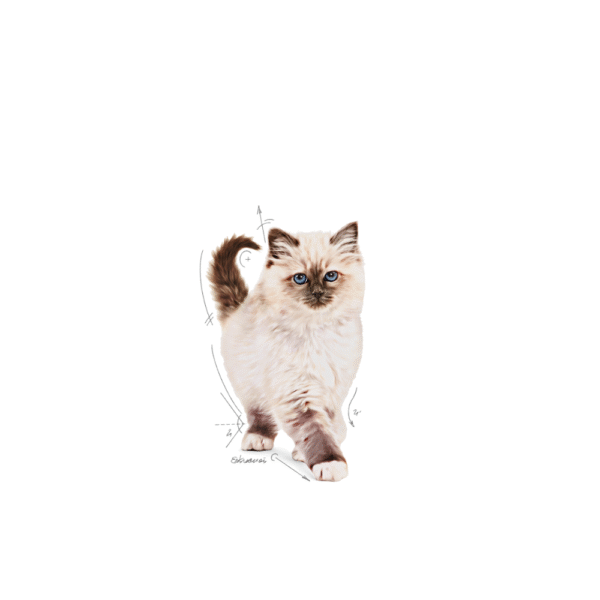 Royal Canin FHN Kitten Pack