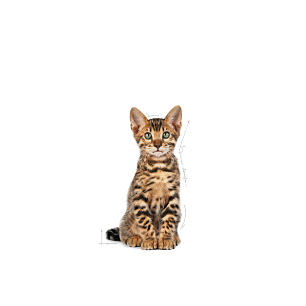 Royal Canin FHN Kitten Sterilised Pack