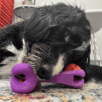 KONG Rerun Whoosh Bone