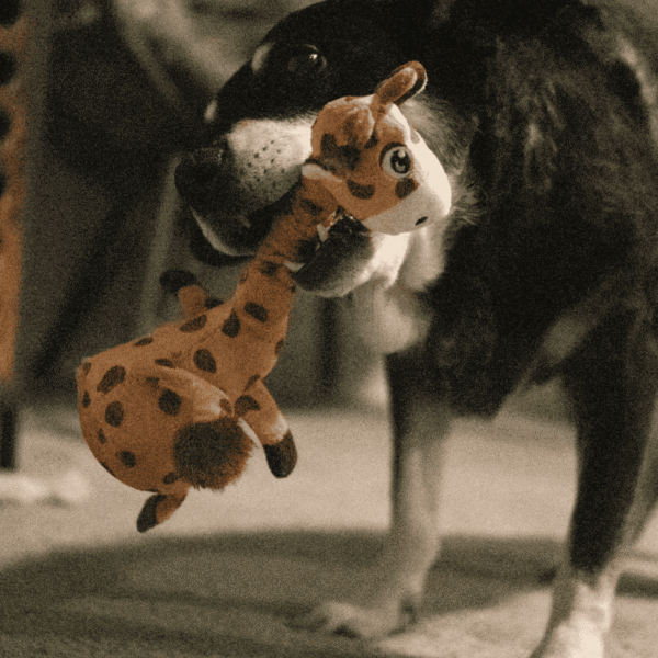 KONG Shakers Bobz Giraffe