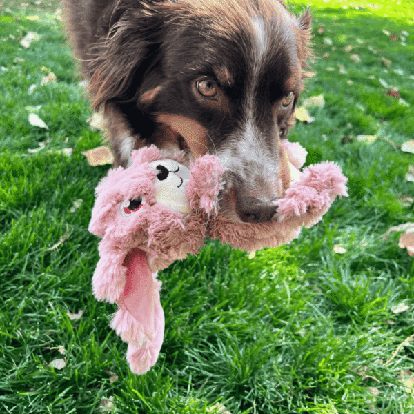 KONG Scrumplez Bunny
