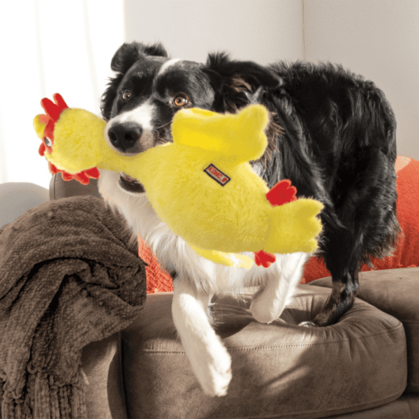 KONG Scruffs Chicken