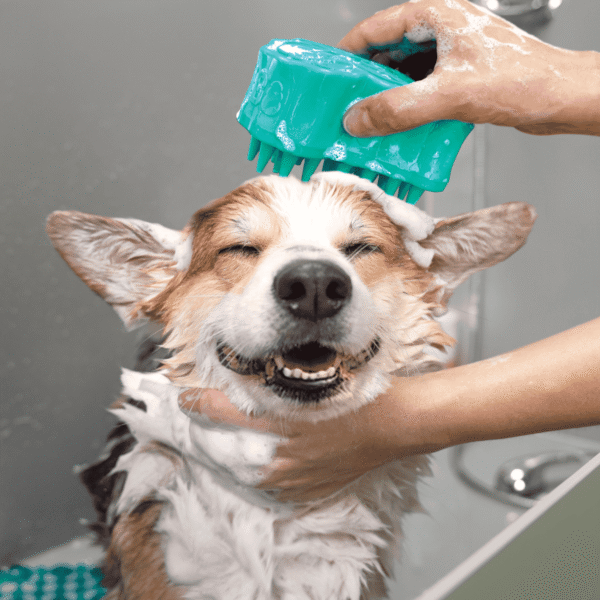 KONG ZoomGroom Bubbles
