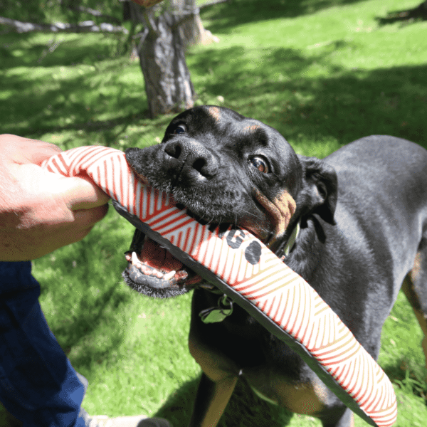 KONG Maxx Stick