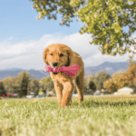 KONG Wubba Puppy