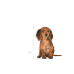 Royal Canin BHN Dachshund Puppy