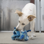 KONG Dragon Knots Assorted