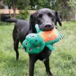 KONG Whoopz Gator Md