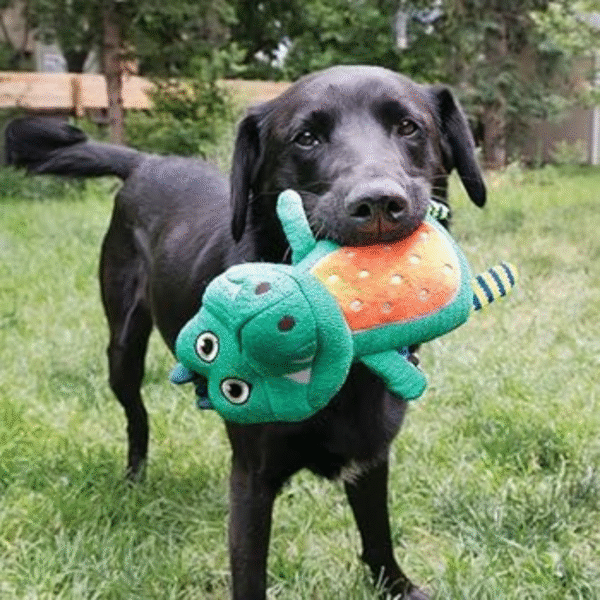 KONG Whoopz Gator Md