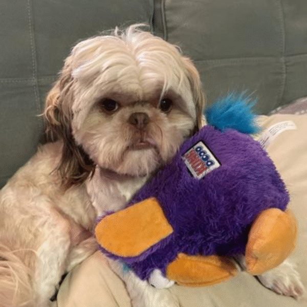 KONG DoDo Bird Assorted Morado Md
