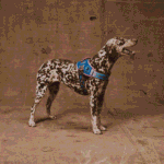 Zeedog Reebok Aerobic FlyHarness
