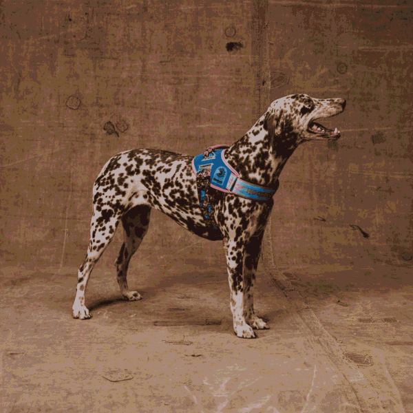 Zeedog Reebok Aerobic FlyHarness
