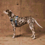 Zeedog Reebok Trekk FlyHarness