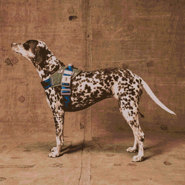 Zeedog Reebok Trekk FlyHarness