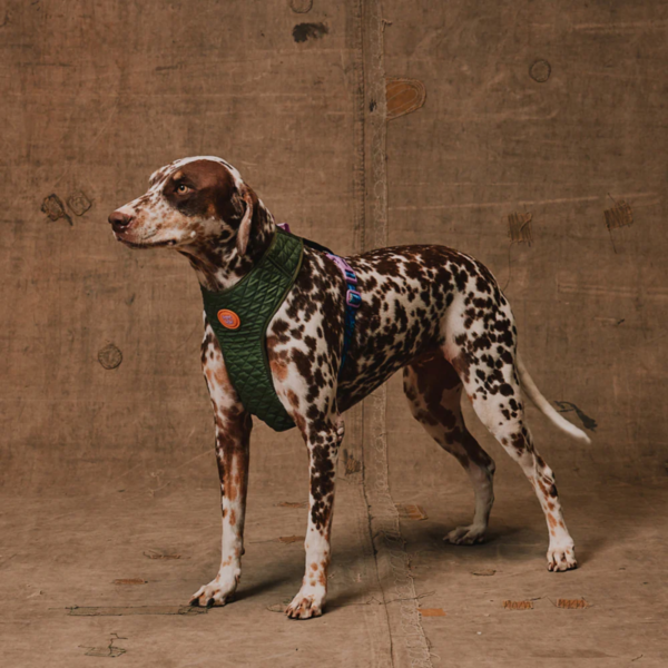Zeedog Reebpok Trekk Air Mesh Harness (1)
