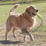 KONG Large Air Fetch Stick with Rope