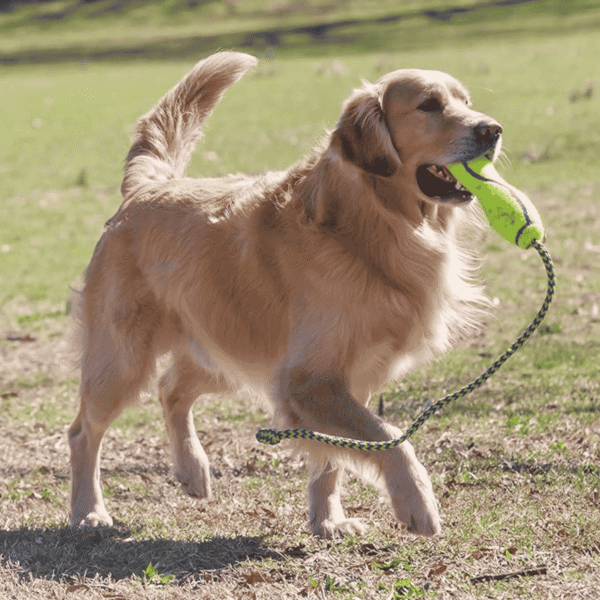 KONG Large Air Fetch Stick with Rope