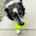 KONG Reflex Football